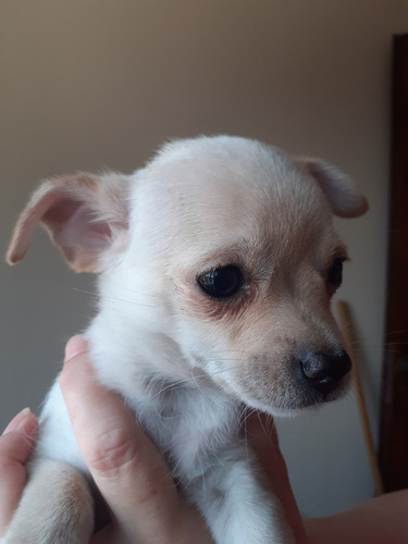 Chihuahuas Miniatura Machos