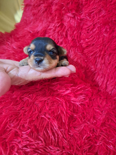 Yorkshire Mini Hembra Pelaje Largo 2 Meses