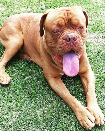 Servicio De Stud Dogo De Burdeos