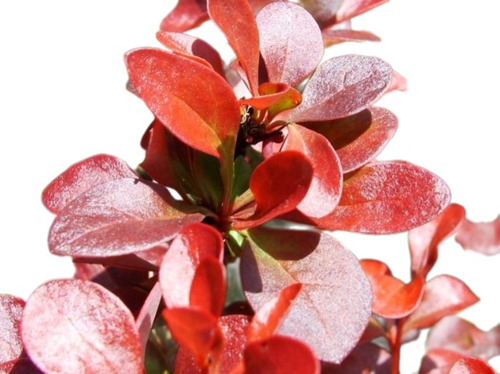 Agracejo Rojo, Agracejo Púrpura, Berberis 15lts