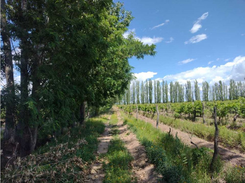 Vendo Finca A Tranquera Cerrada San Rafael Mendoza