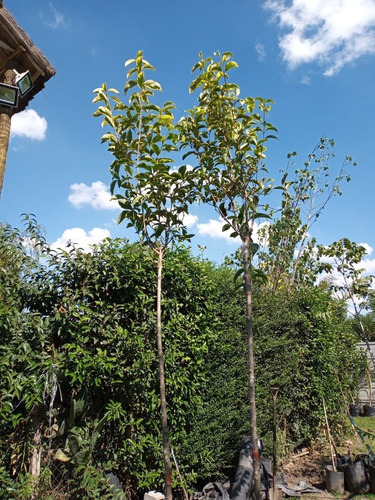 Imagen 3 de 9 de Arbol De Vereda Ligustro Disciplinado - Excelente