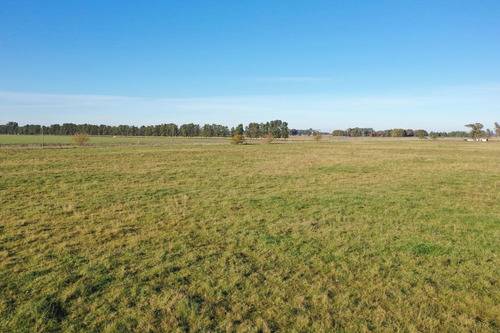 Imagen 6 de 9 de Campo De 77 Has En Venta En Uribelarrea, Cañuelas