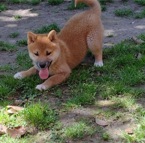 Shiba Inu Cachorra Hembra