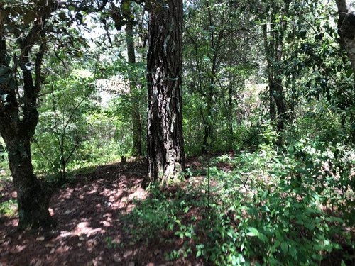 Terreno En Venta En San Cristobal De Las Casas