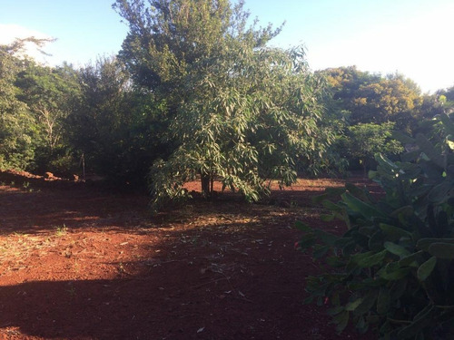 Imagem 16 de 23 de Chácara Com 4 Dormitórios À Venda, 9000 M² Por R$ 750.000,00 - Aparecidinha - Santa Terezinha De Itaipu/pr - Ch0024