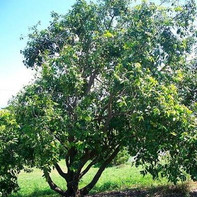 Arbolito De Zapote Negro