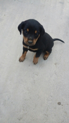 Imagen 2 de 4 de Cachorras Rottweiler Excelente Genética