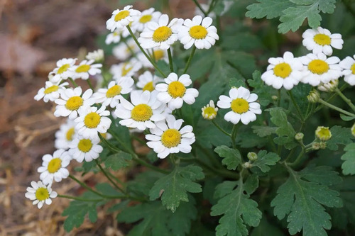 Semillas Hierba Medicinal Altamisa Matricaria