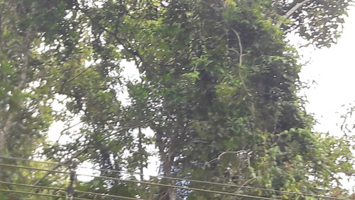 Imagem 14 de 14 de Serra Da Cantareira Terreno Possiblidade De Permuta Parcial