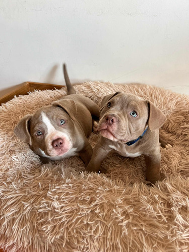 Cachorros American Bully Pocket En Bta Con Aplicación Abkc