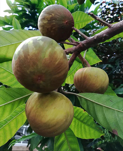 Planta Zapote Ross, Pouteria Ross, Pregunte Costo De Envio Azul Claro