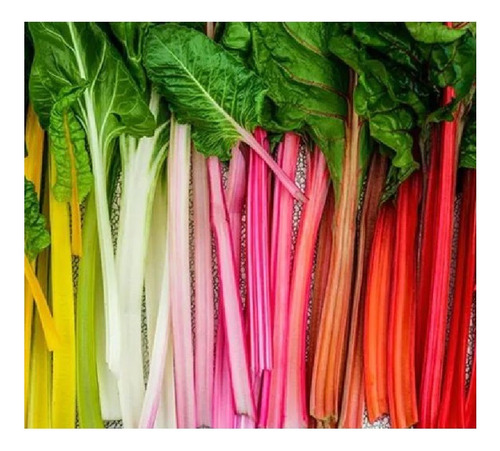 Acelga Arco Iris -semillas (22)