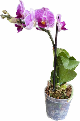 Orquídea Phalaenopsis Mini