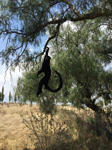 Animales Disecados 100% Artificiales Mono Araña
