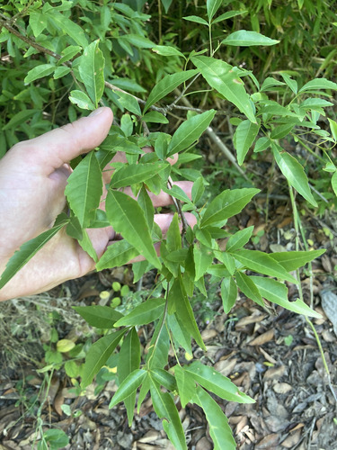 Semillas De Chal Chal - Cocú - Allophylus Edulis