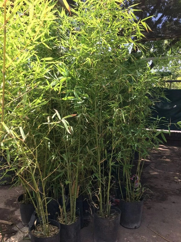Cañas De Bambu Artificial