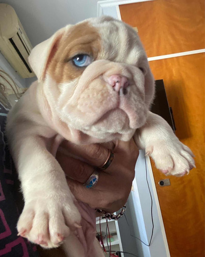 Imagen 5 de 5 de Bulldog Inglés Hemb Y Machitos Exóticos Triple Carrier