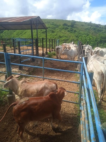 Imagen 9 de 14 de Venta Finca Estado Lara, Municipio Crespo