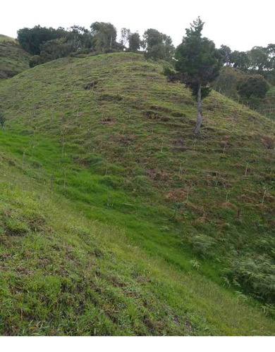 Venta De Lotes  En Abejorral