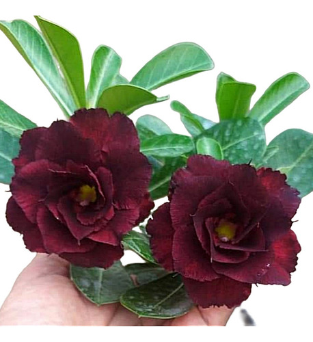 Rosa Do Deserto Ev- 421 Flor Tripla Escura / Bordô Negra