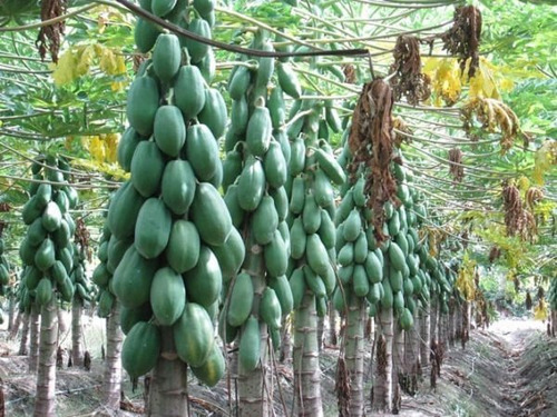 150 Semillas De Papaya Tainung F1