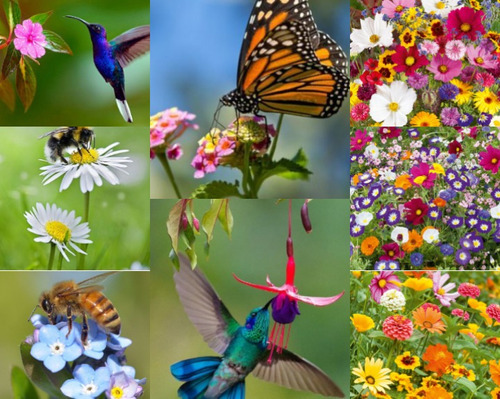Semillas Flores Jardín Encantador Mariposas Colibríes Abejas | MercadoLibre