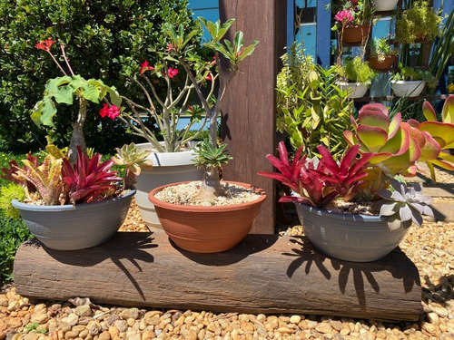 Kit 12 Vaso Cuia Grande 31 Cm Rosa Do Deserto Plantas Preto | Parcelamento  sem juros