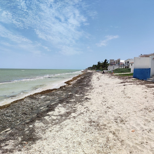 Imagen 12 de 24 de Terreno En Playa Chicxulub En Venta. Con Acceso A La Playa
