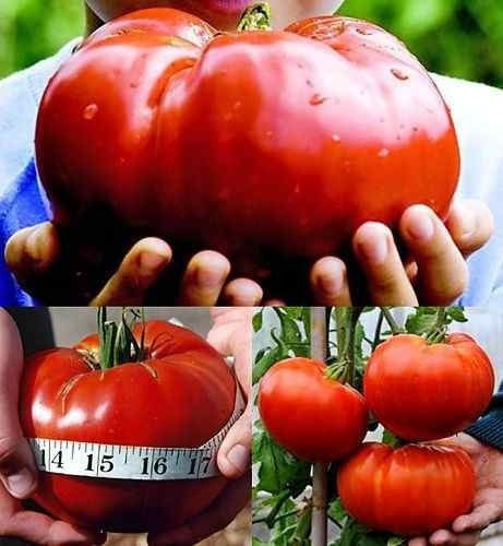 40 Semillas De Tomate Gigante Red Delicious - Record Mundial