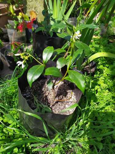 Hermosas Plantas De Jazmín.