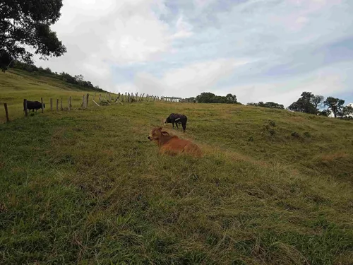 Finca En Guacamayas, Santander, Al Día En Documentos.