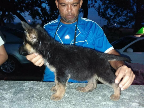 Cachorro Pastor Aleman