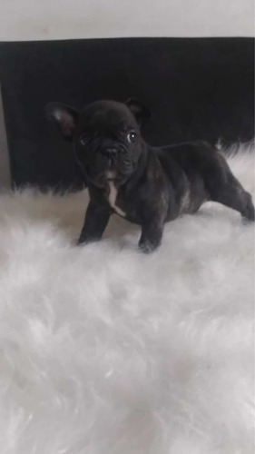 Imagem 2 de 2 de Vende-se Filhote De Buldogue Francês