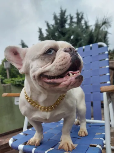 Bulldog Francés Macho Para Monta,stud. Lilac Platinum Kca
