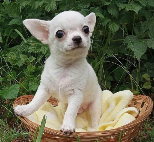Chihuahua 29 Blanco