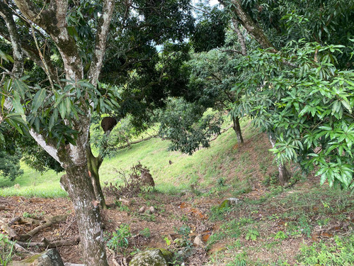 Terreno Com Pomar E Nascente