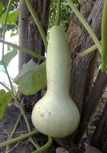 50 Semillas Guaje Calabaza Bule Peregrino 