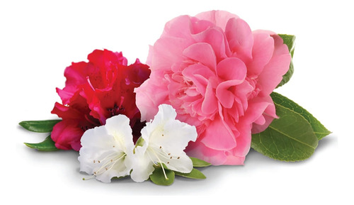 Clavos Jobes Para Azaleas, Camelias Y Rododendros 10 Clavos