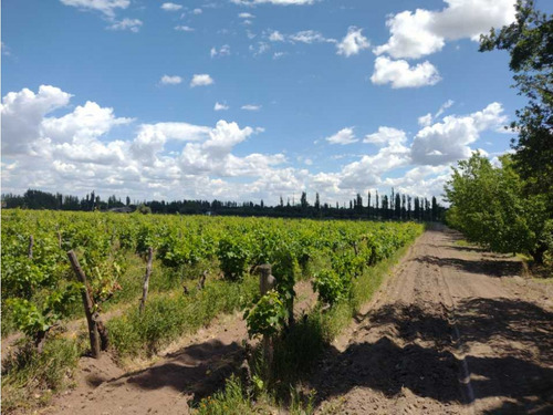 Vendo Finca A Tranquera Cerrada San Rafael Mendoza