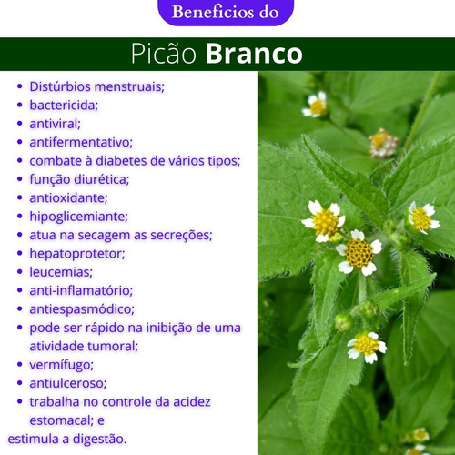 Picão Branco Chá De Carrapicho | Erva 100% Pura
