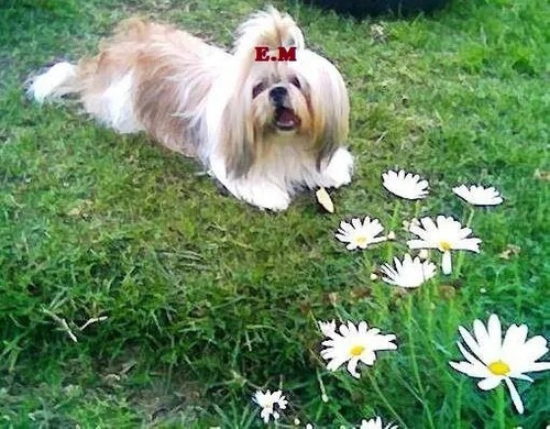 Shitzu Shih Tzu Shihtzu Mini 350 Pureza Garantizada