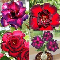 Comprar 50 Semillas De Adenium Obesum De Rosa Del Desierto De Colore