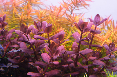 Algicida Apt Fl/fixlite P/ Aquários - The 2hr Aquarist 100ml