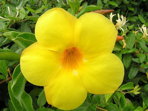 Imagem 4 de 6 de Kit Com 10 Sementes De Alamanda Amarela + Vaso + Substrato.