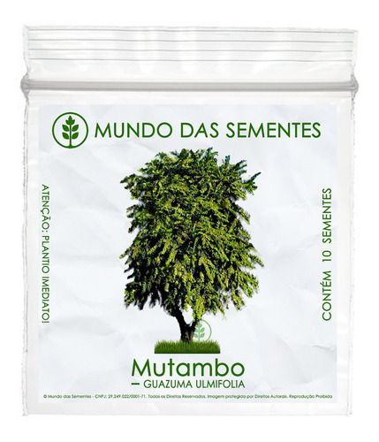 10 Sementes Mutambo Mutamba Guazuma Ulmifolia Árvore