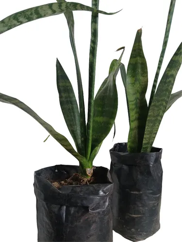 comprar Planta Espada De San Jorge 