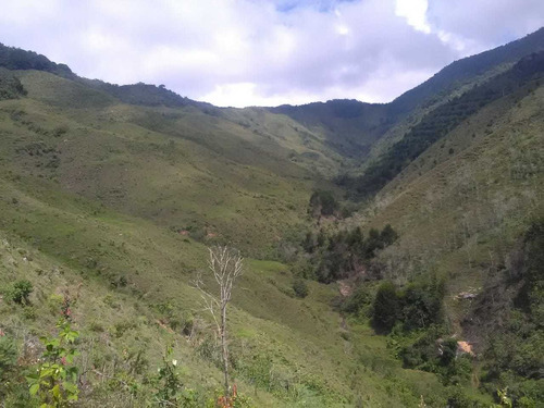 Imagen 6 de 9 de Vendo Finca Ganadera Apta Para A Hass Urrao