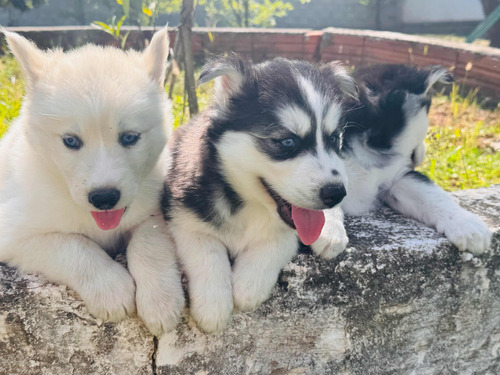 Vendo Filhotes De Husky Siberiano