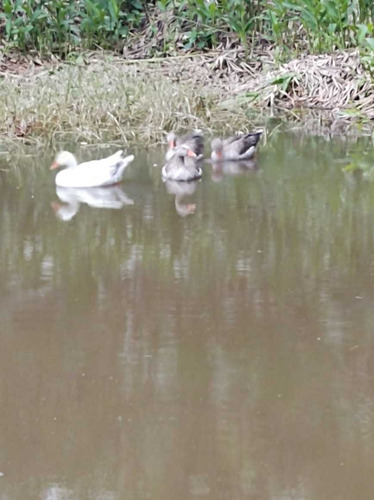Chácaras Em Venda Em Jacupiranga, 2 Banheiros Fundo Rio